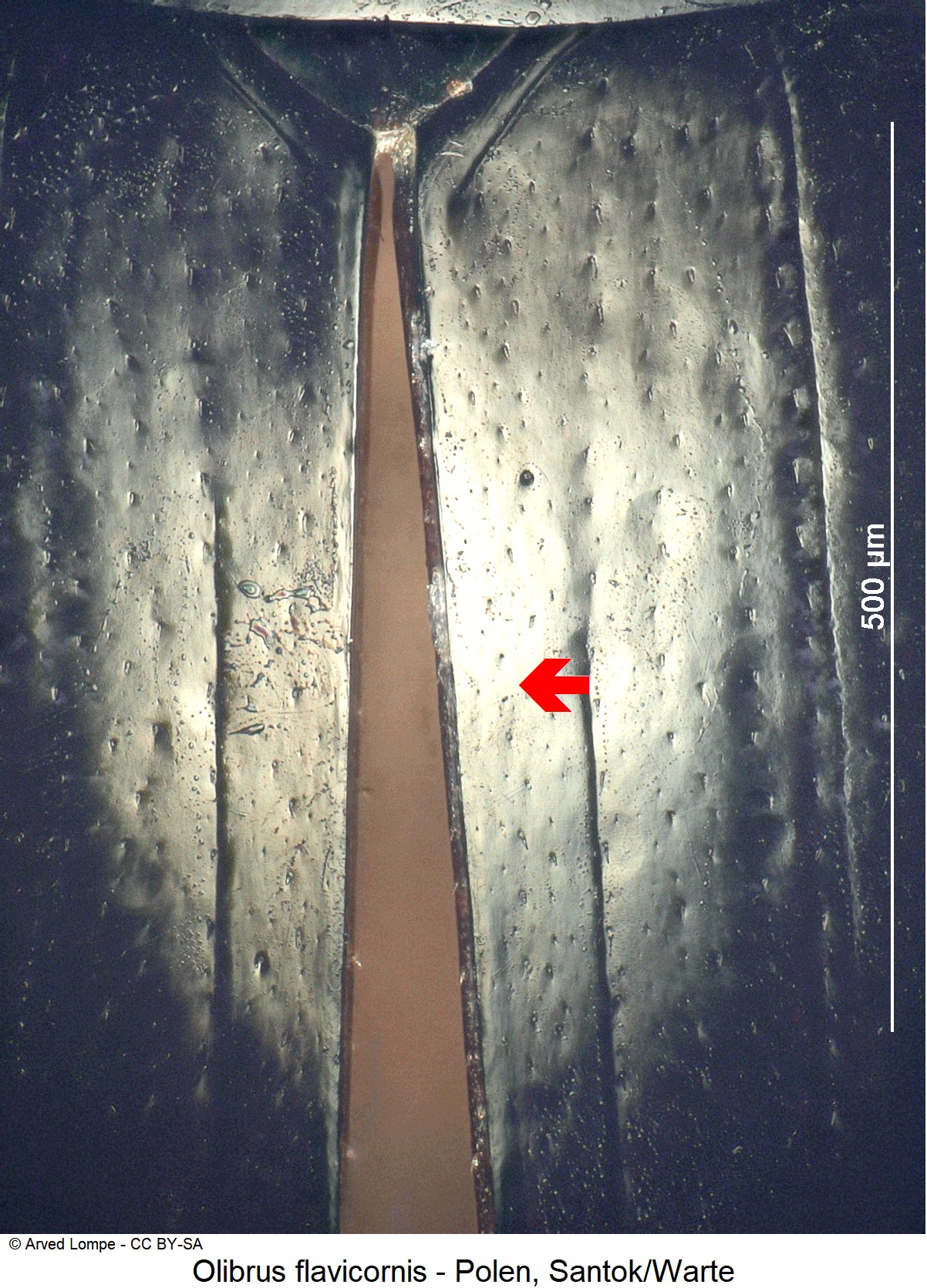 olibrus_flavicornis_ck16997720_scut.jpg