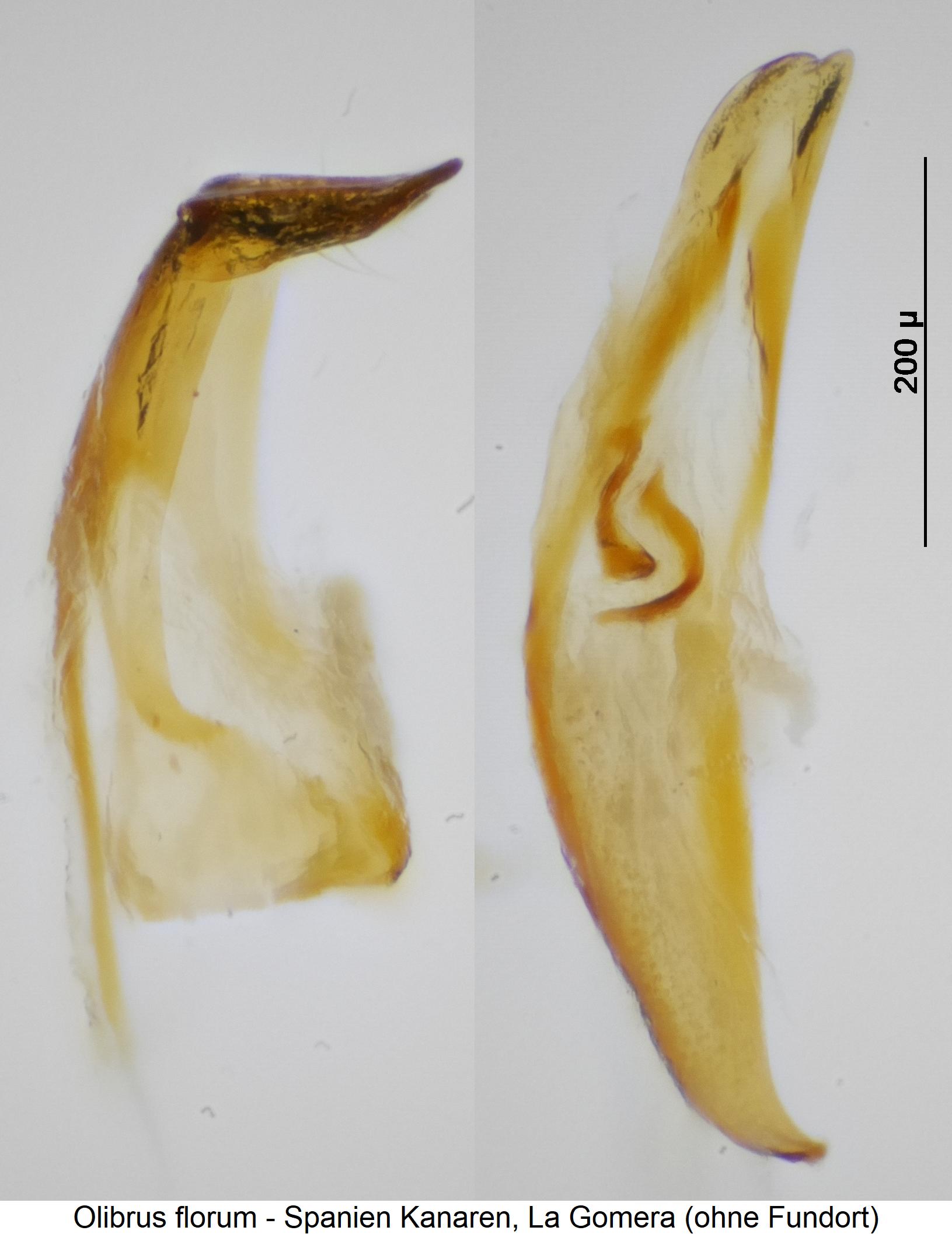 olibrus_florum.jpg