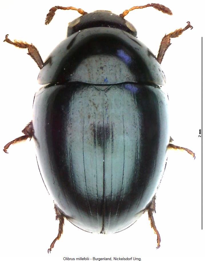 olibrus_millefolii_hab.jpg