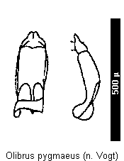olibrus_pygmaeus.gif