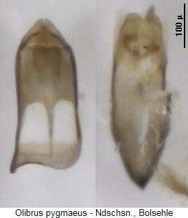 olibrus_pygmaeus.jpg
