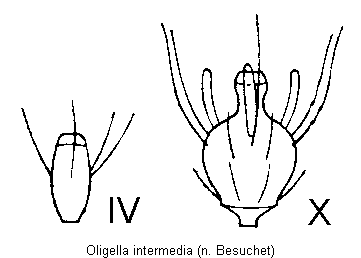 oligella_intermedia_fgld.gif