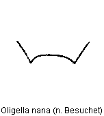 oligella_nana_icp.gif