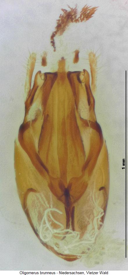 oligomerus_brunneus.jpg