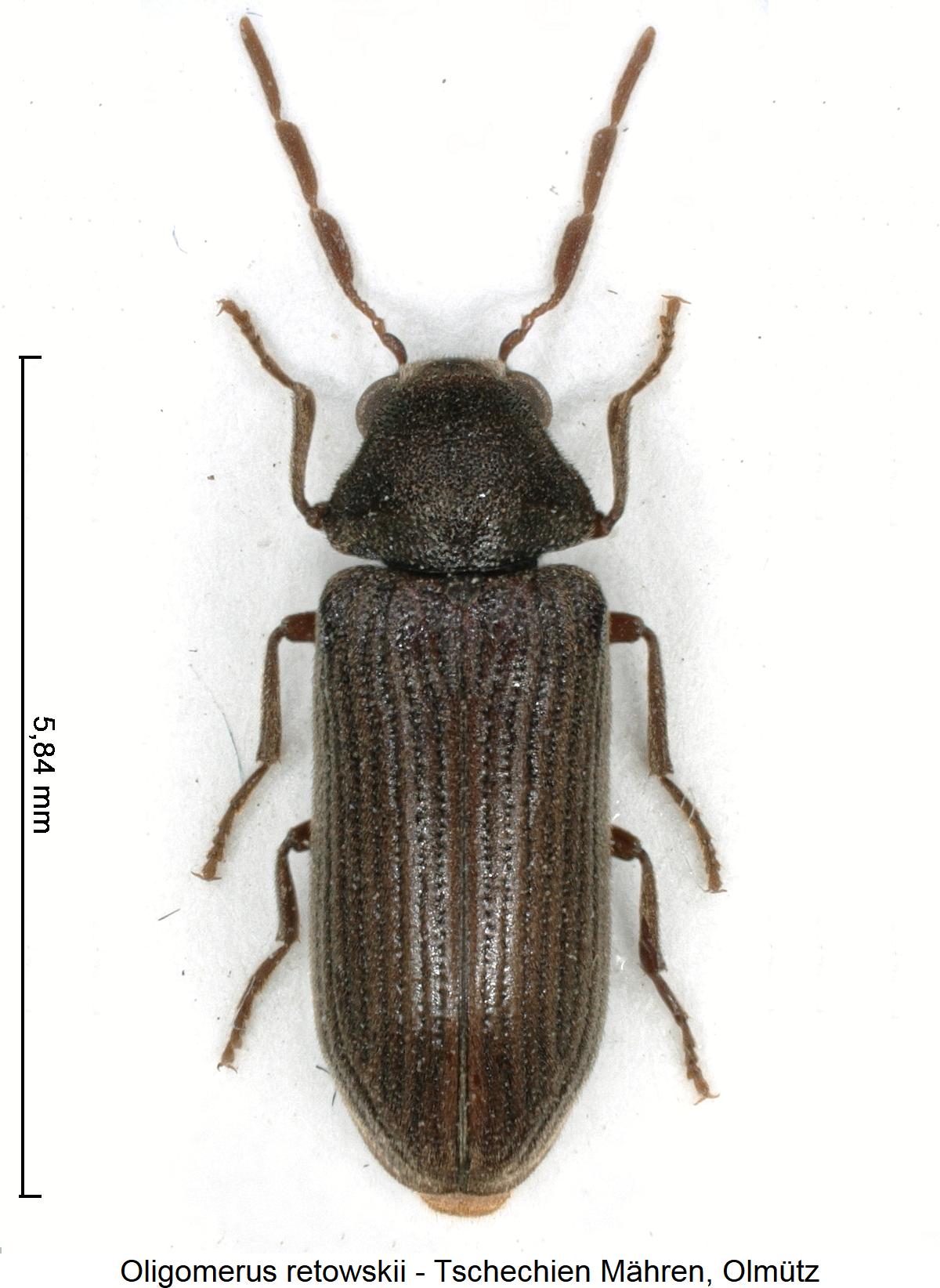 oligomerus_retowskii_hab.jpg