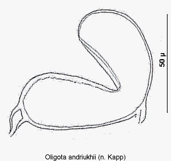 oligota_andriukhii_sperm.gif