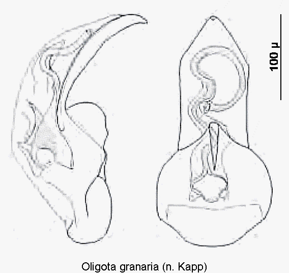 oligota_granaria.gif