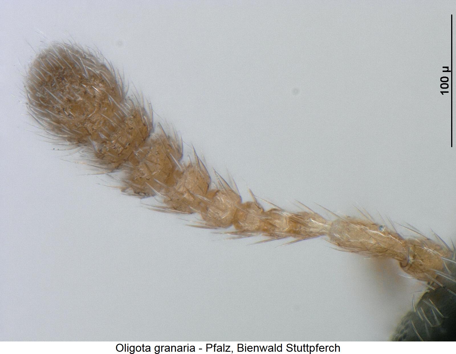 oligota_granaria_f.jpg