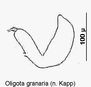 oligota_granaria_sperm.gif