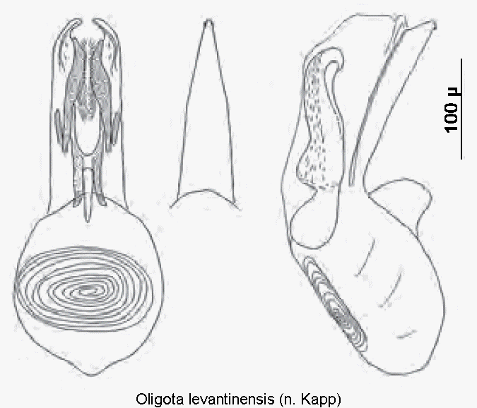 oligota_levantinensis.gif
