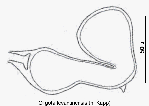 oligota_levantinensis_sperm.gif