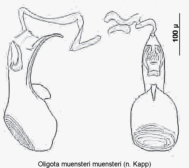 oligota_muensteri1.gif