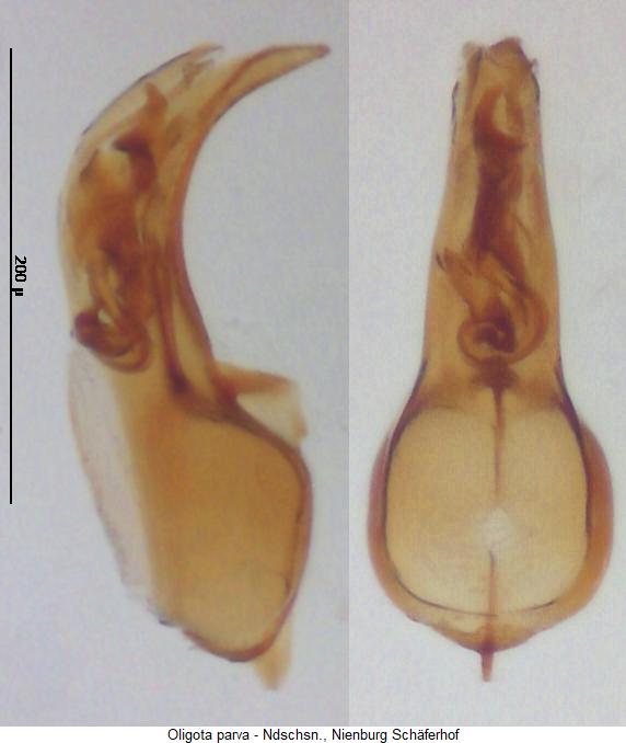 oligota_parva.jpg