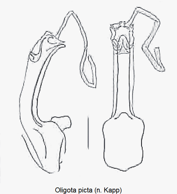 oligota_picta.gif