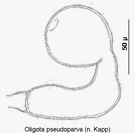 oligota_pseudoparva_sperm.gif