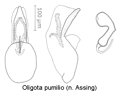 oligota_pumilio.gif