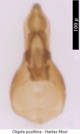 oligota_pusillima.jpg