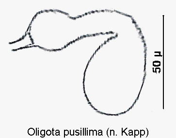 oligota_pusillima_sperm.gif