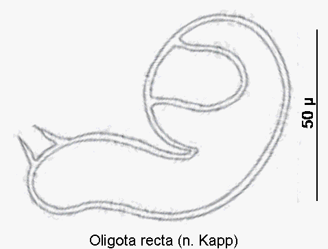 oligota_recta_sperm.gif