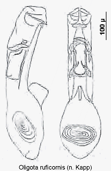 oligota_ruficornis.gif