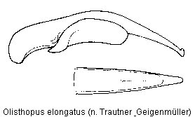 olisthopus_elongatus.gif