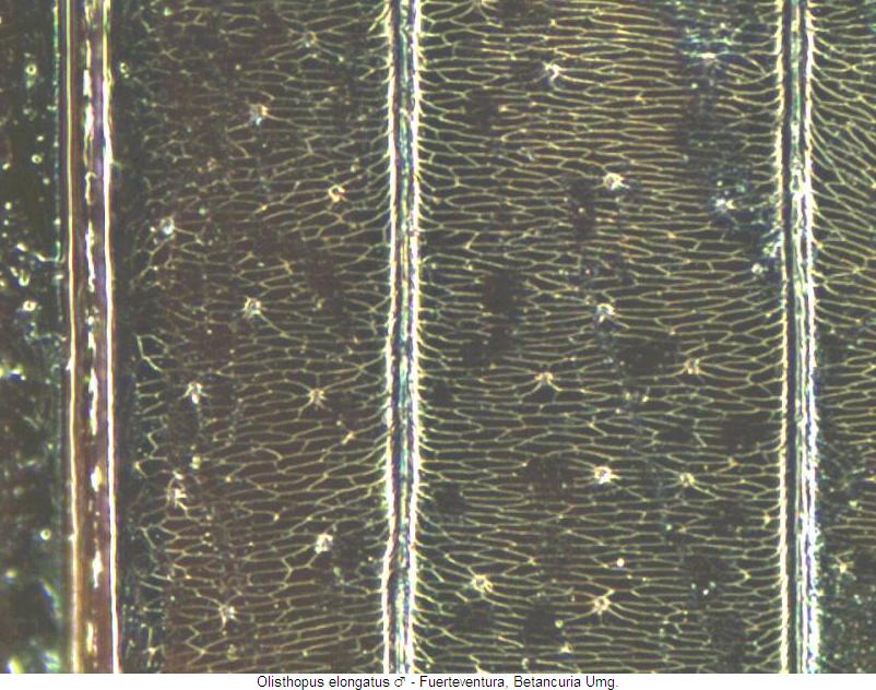 olisthopus_elongatus_m_ms.jpg