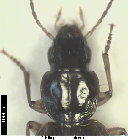 olisthopus_ericae_vk.jpg
