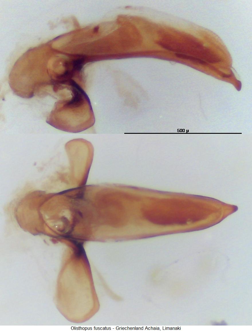 olisthopus_fuscatus2.jpg