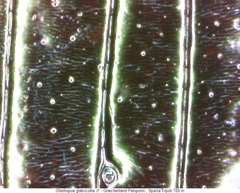olisthopus_glabricollis_m_ms.jpg