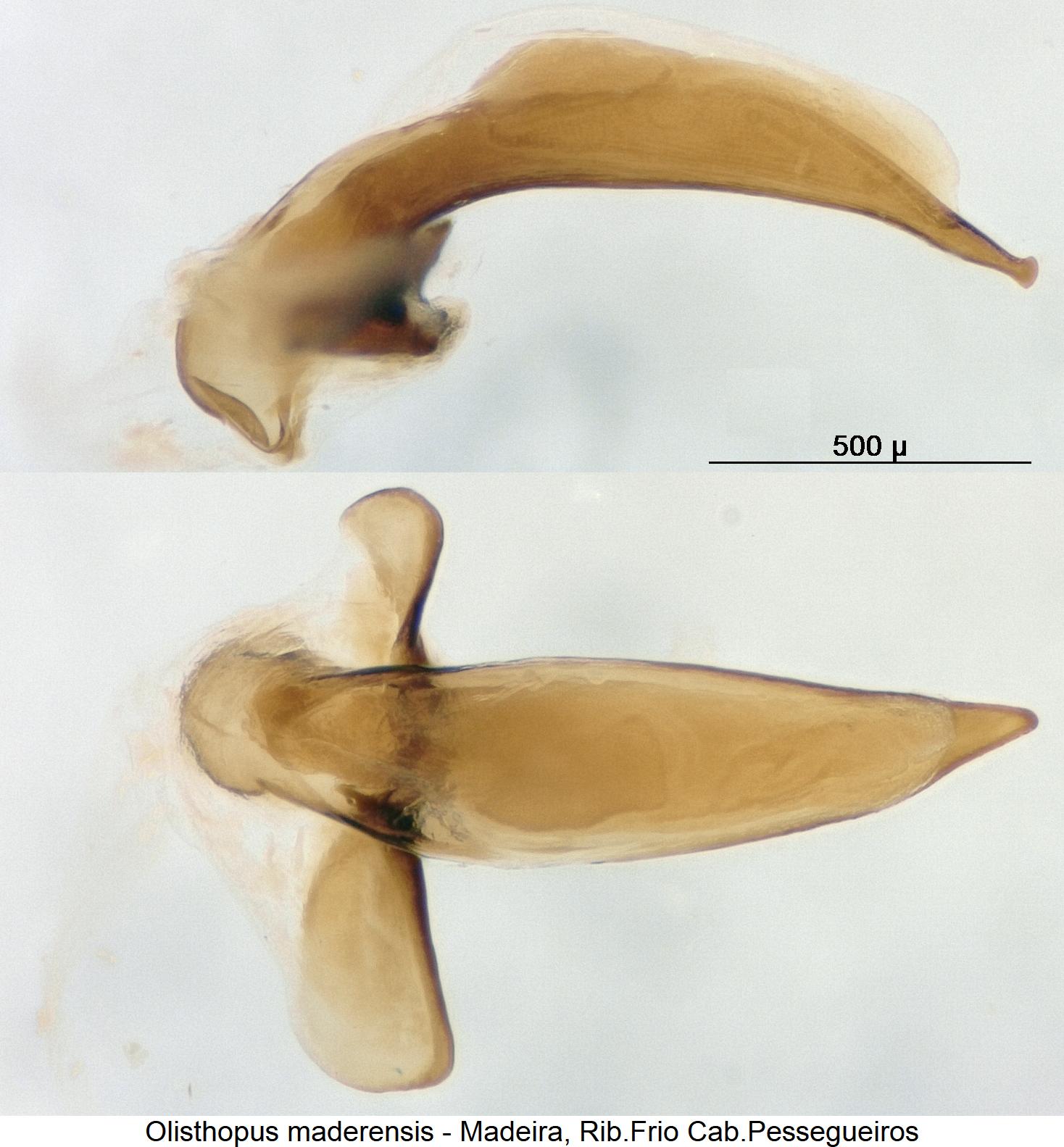 olisthopus_maderensis2.jpg