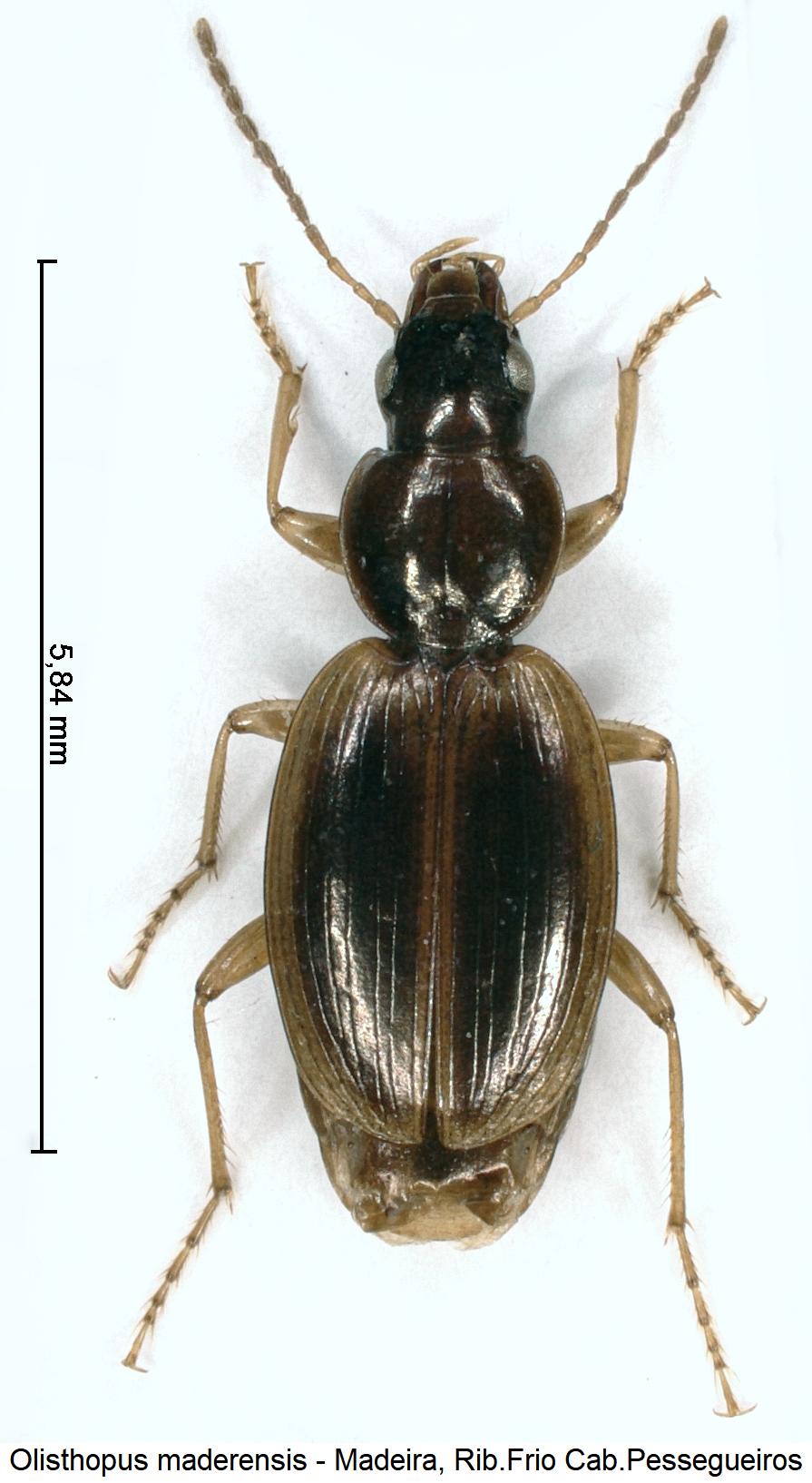 olisthopus_maderensis_hab.jpg