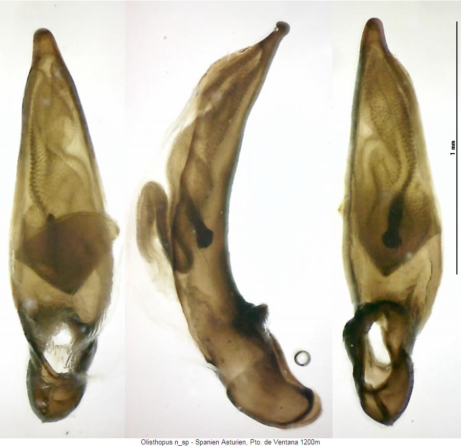 olisthopus_n_sp2.jpg