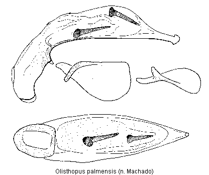 olisthopus_palmensis.gif