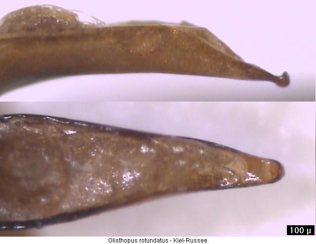 olisthopus_rotundatus.jpg