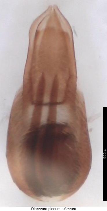 olophrum_piceum.jpg