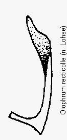 olophrum_recticolle_param.gif