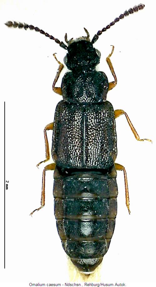 omalium_caesum_hab.jpg