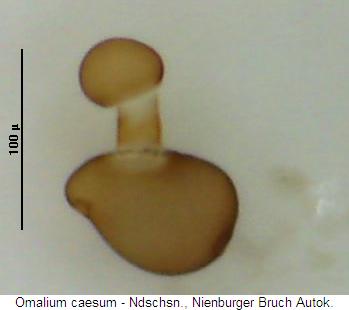 omalium_caesum_sperm.jpg