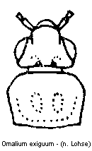 omalium_exiguum_vk.gif