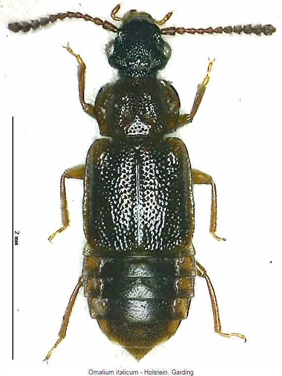 omalium_italicum_hab.jpg