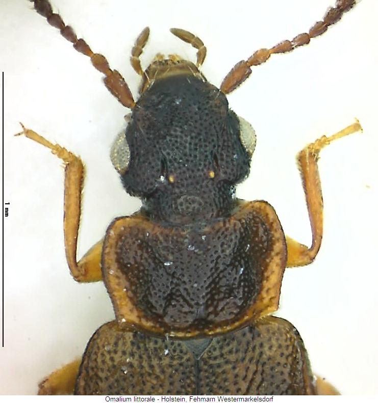omalium_littorale_vk.jpg