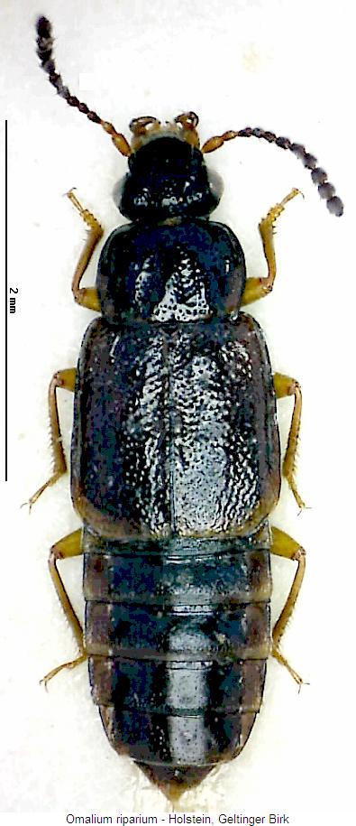 omalium_riparium_hab.jpg