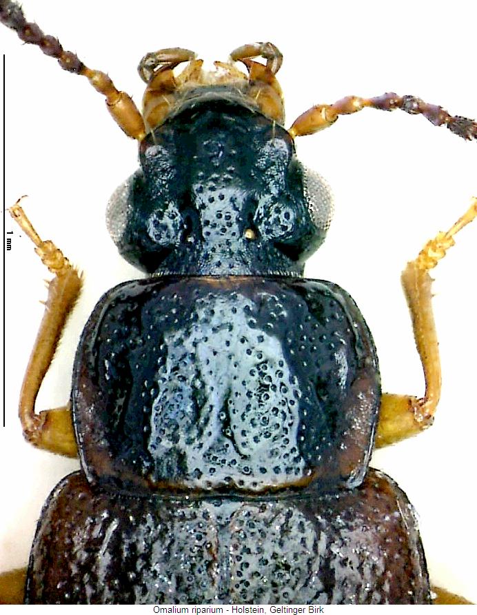 omalium_riparium_vk.jpg