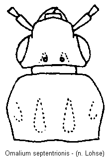 omalium_septentrionis_vk.gif