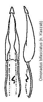 omonadus_bifasciatus.gif