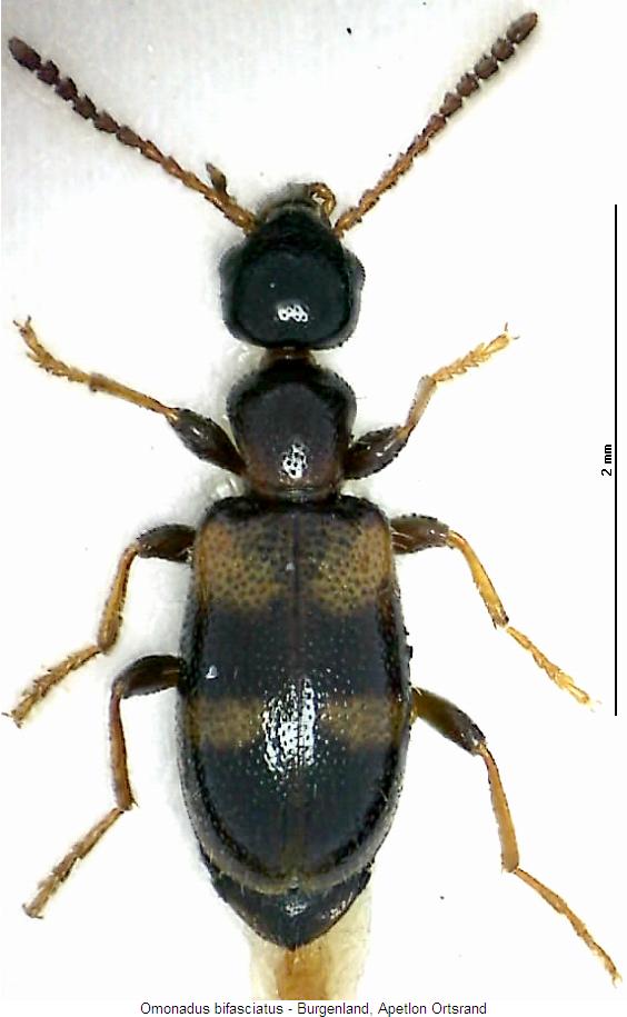 omonadus_bifasciatus_hab.jpg