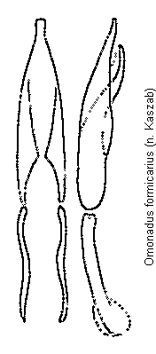 omonadus_formicarius.gif