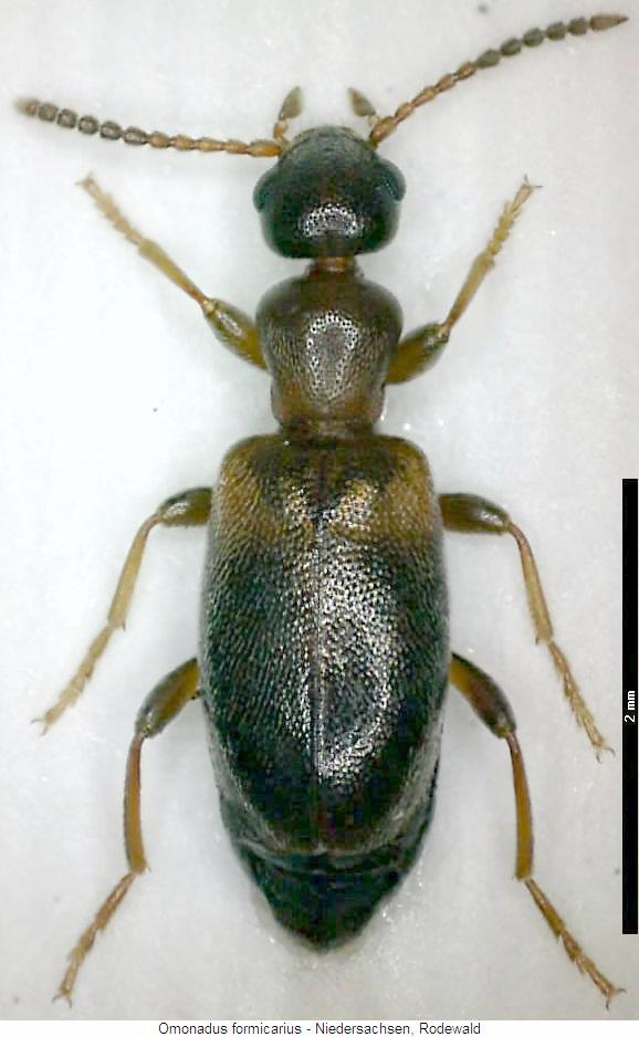 omonadus_formicarius_hab.jpg