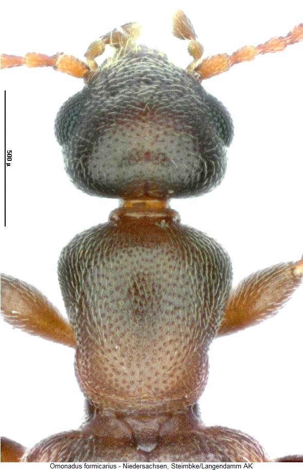 omonadus_formicarius_vk.jpg