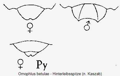omophlus_betulae_hlb.gif